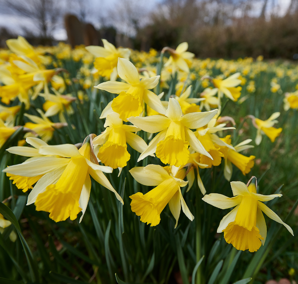 AldboroughChurchDaffodils250321-1