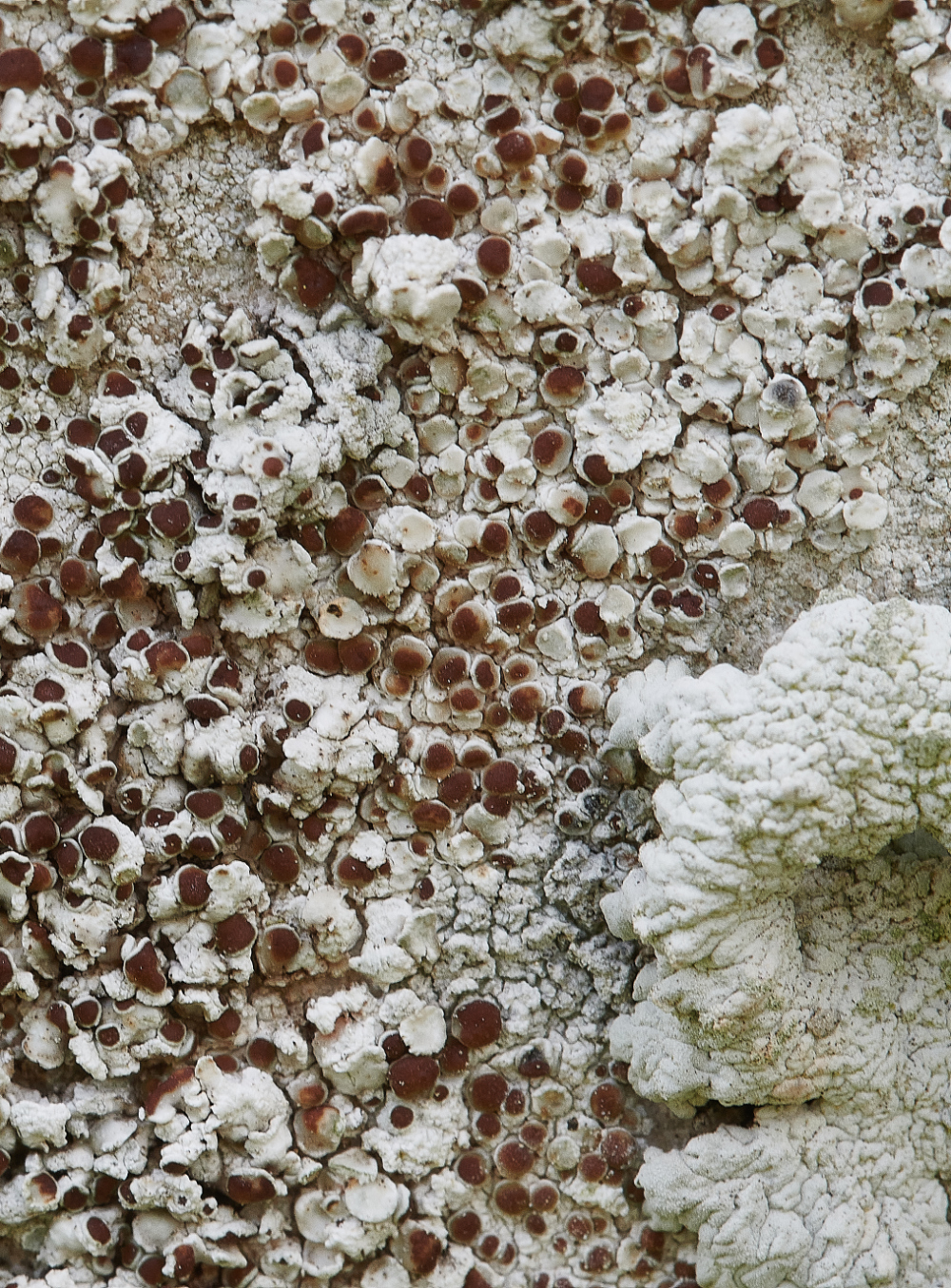 AldboroughChurchLichen250321-3