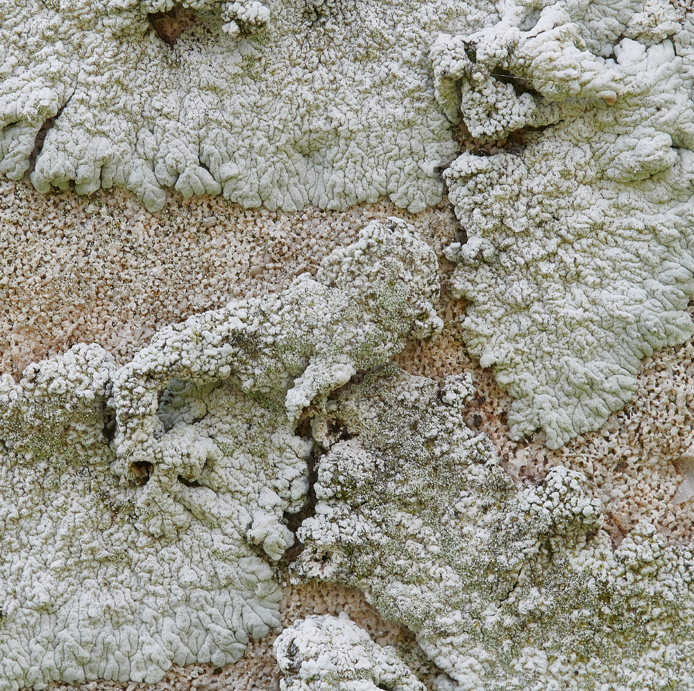 AldboroughChurchLichen250321-6