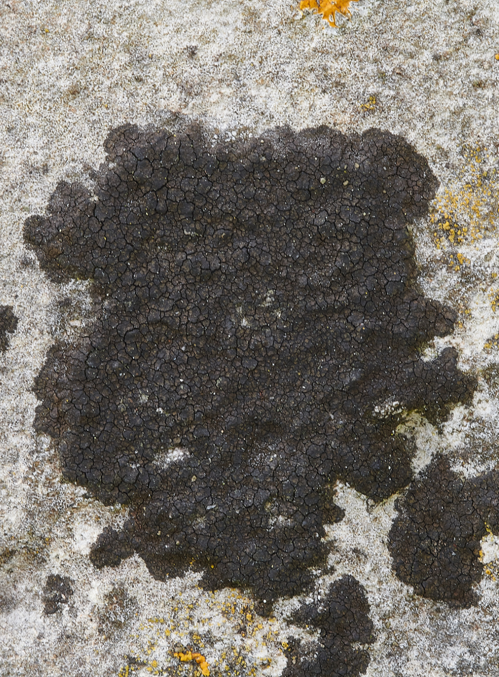 AldboroughChurchLichen250321-7