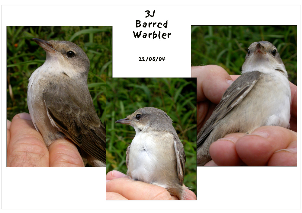 Barred Warbler 2004