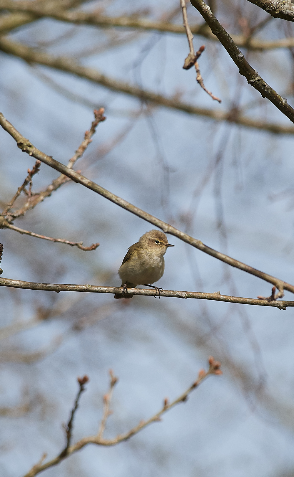 BeestonChiffchaff310321-1