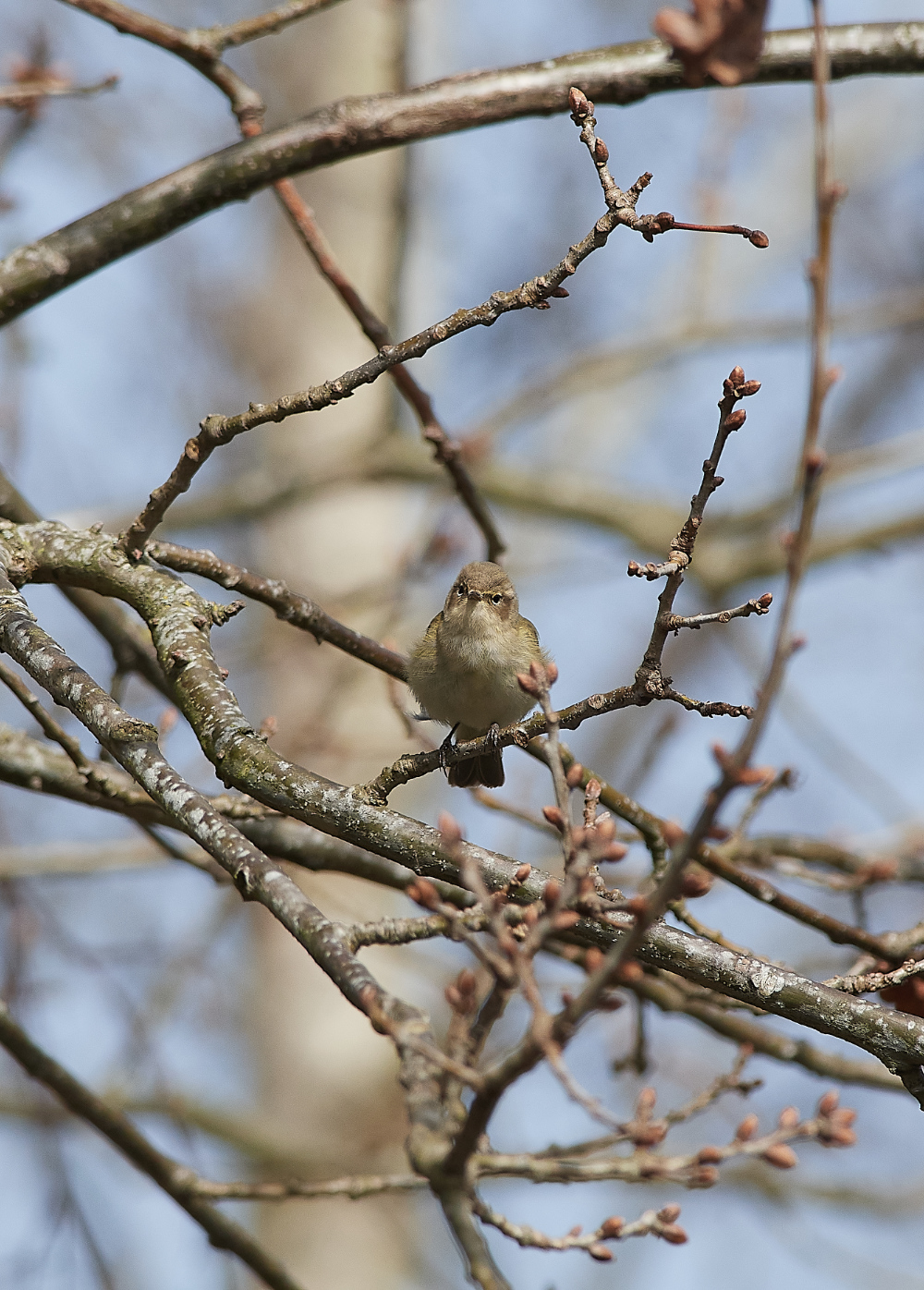 BeestonChiffchaff310321-2