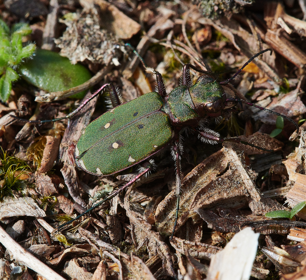 BeestonTigerBeetle310321-2