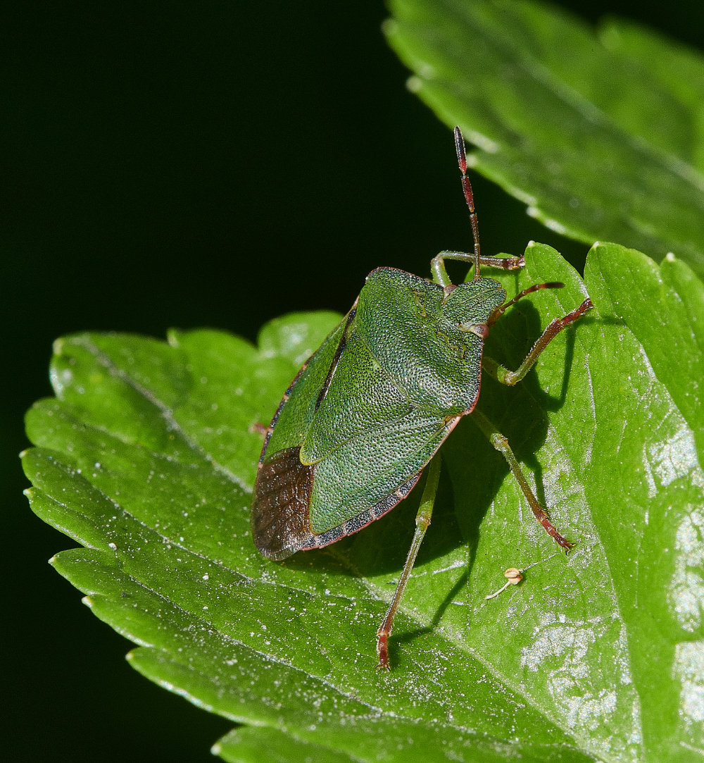 CleyShieldBug140421-1