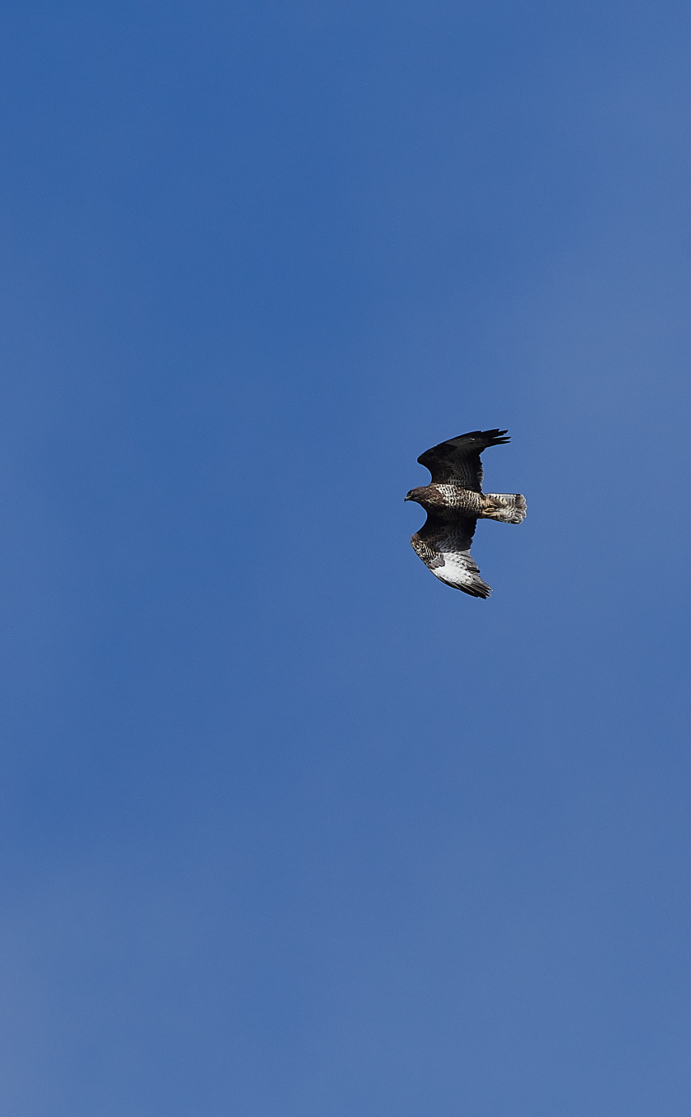 FelbriggBuzzard290321-1