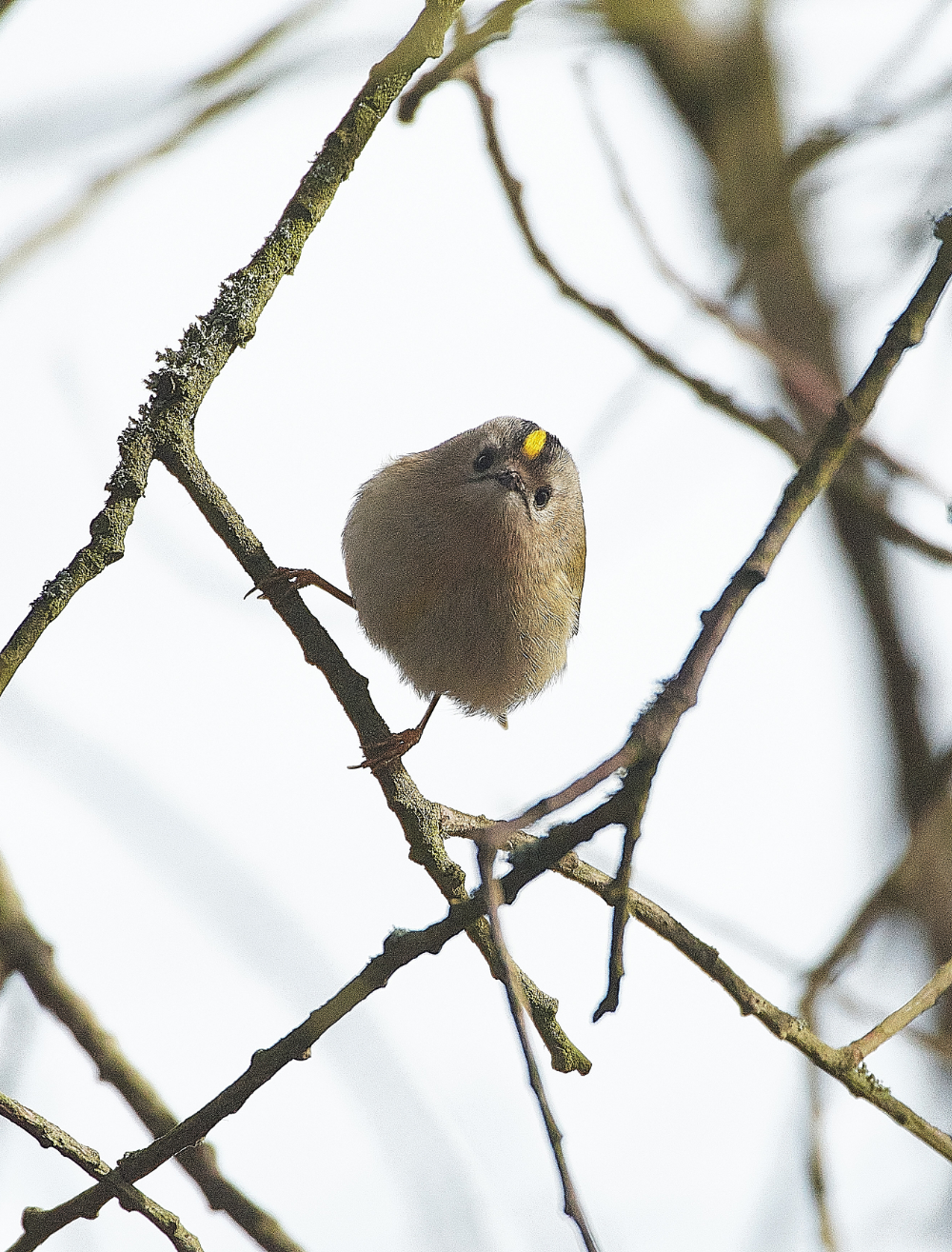 FelbriggGoldcrest140321-1