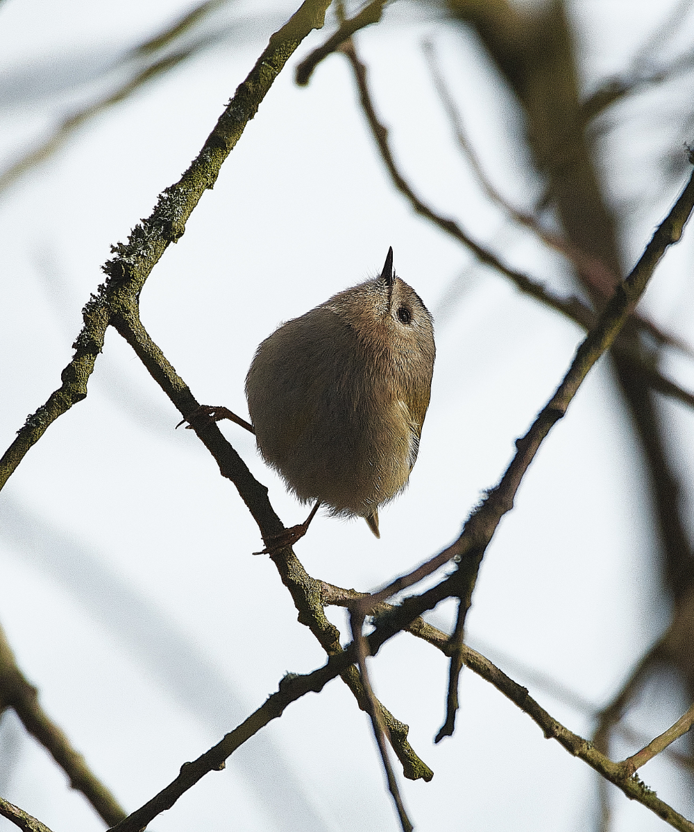 FelbriggGoldcrest140321-2