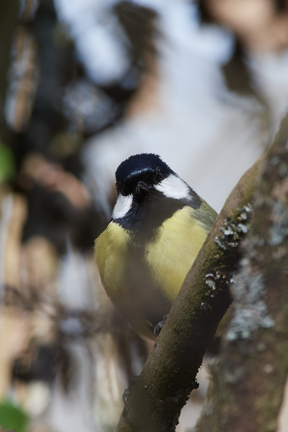 FelbriggGreatTit290321-1