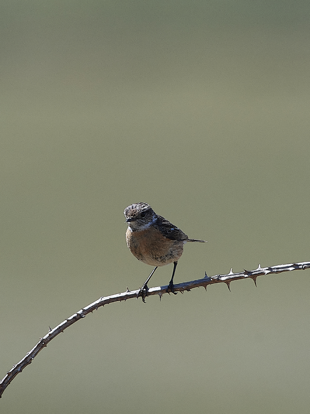 GramboroughHillStonechat230421-1