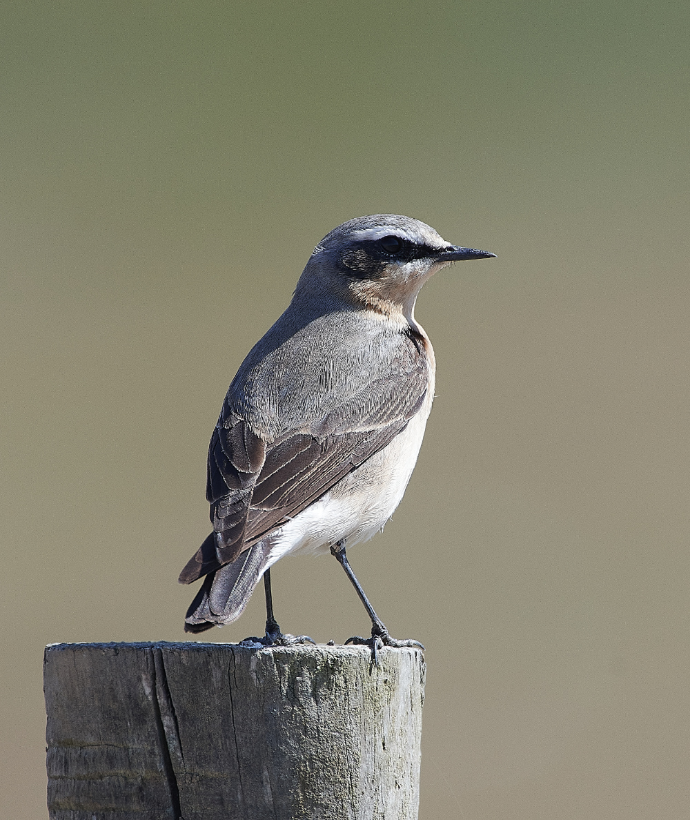 GramboroughHillWheatear230421-1