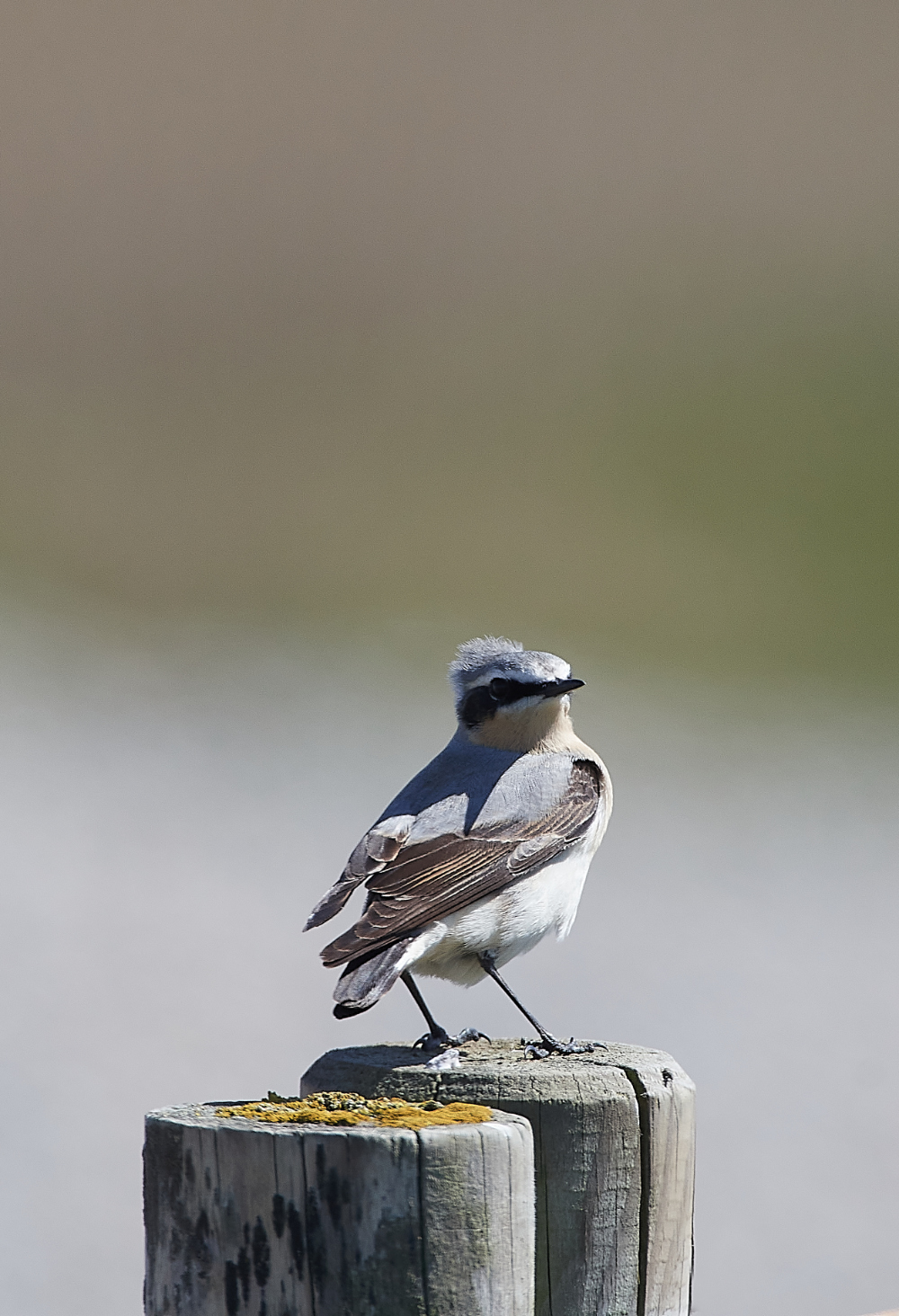 GramboroughHillWheatear230421-2