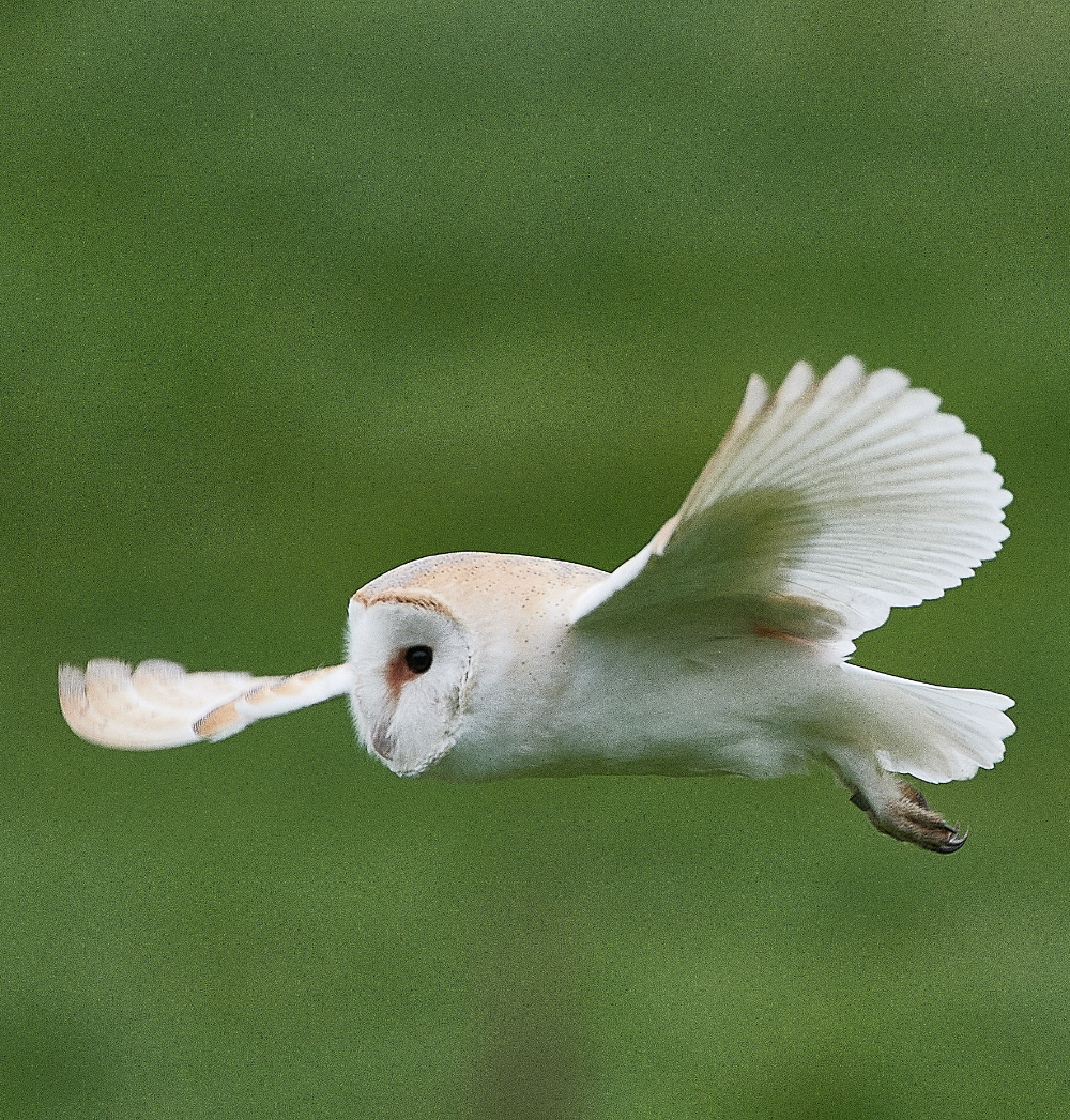 HanworthBarnOwl030221-1