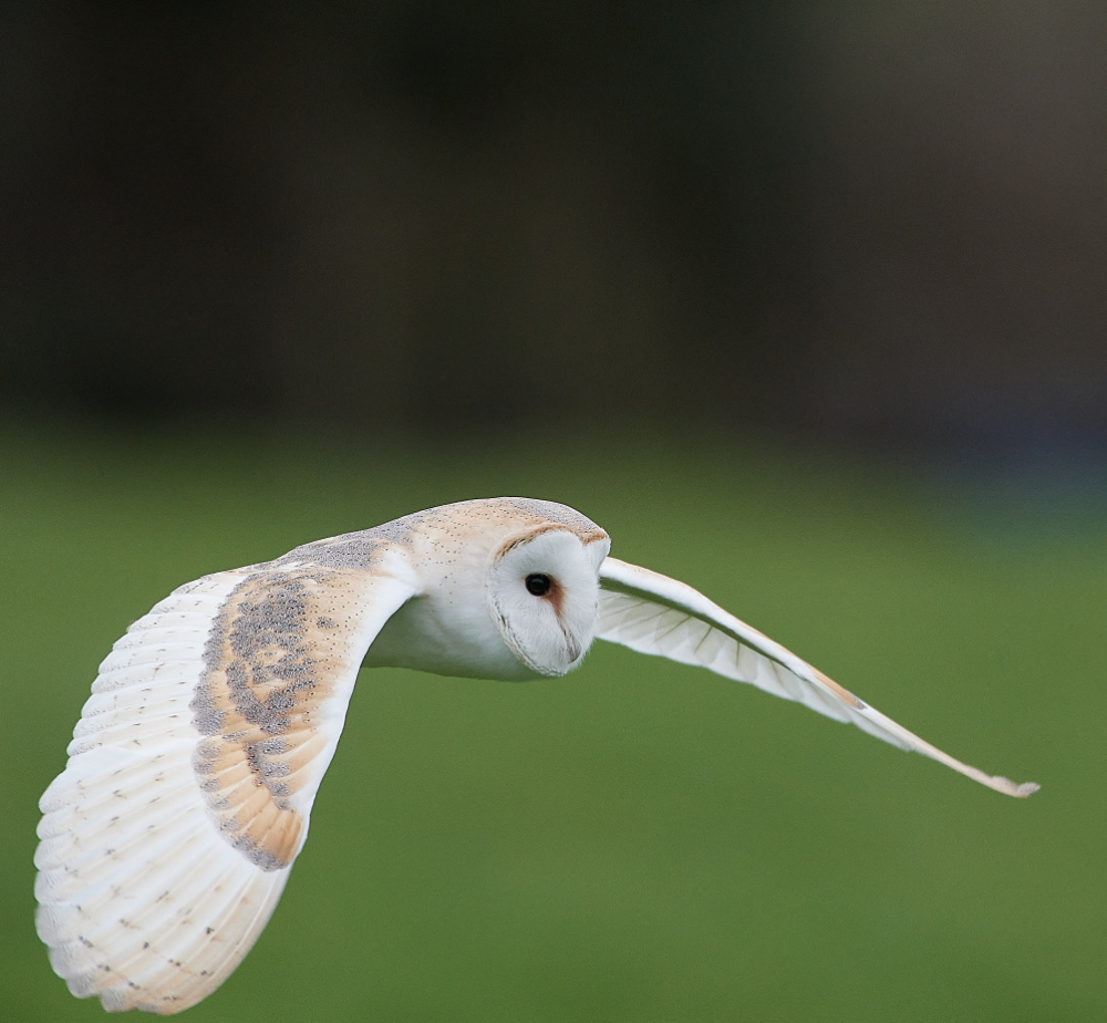 HanworthBarnOwl030221-10