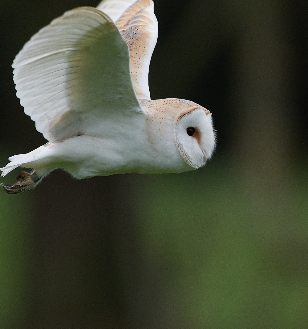 HanworthBarnOwl030221-11