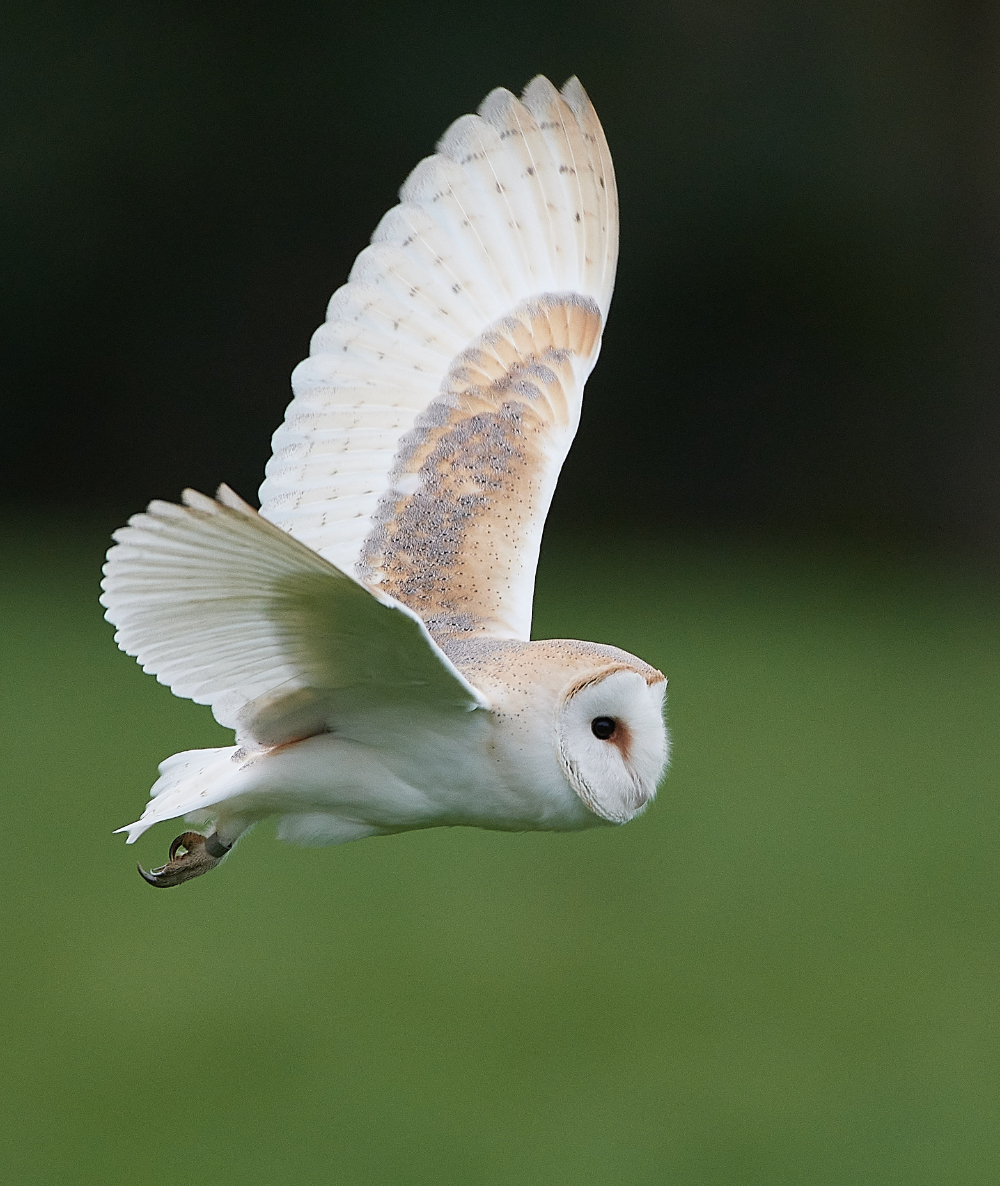 HanworthBarnOwl030221-12