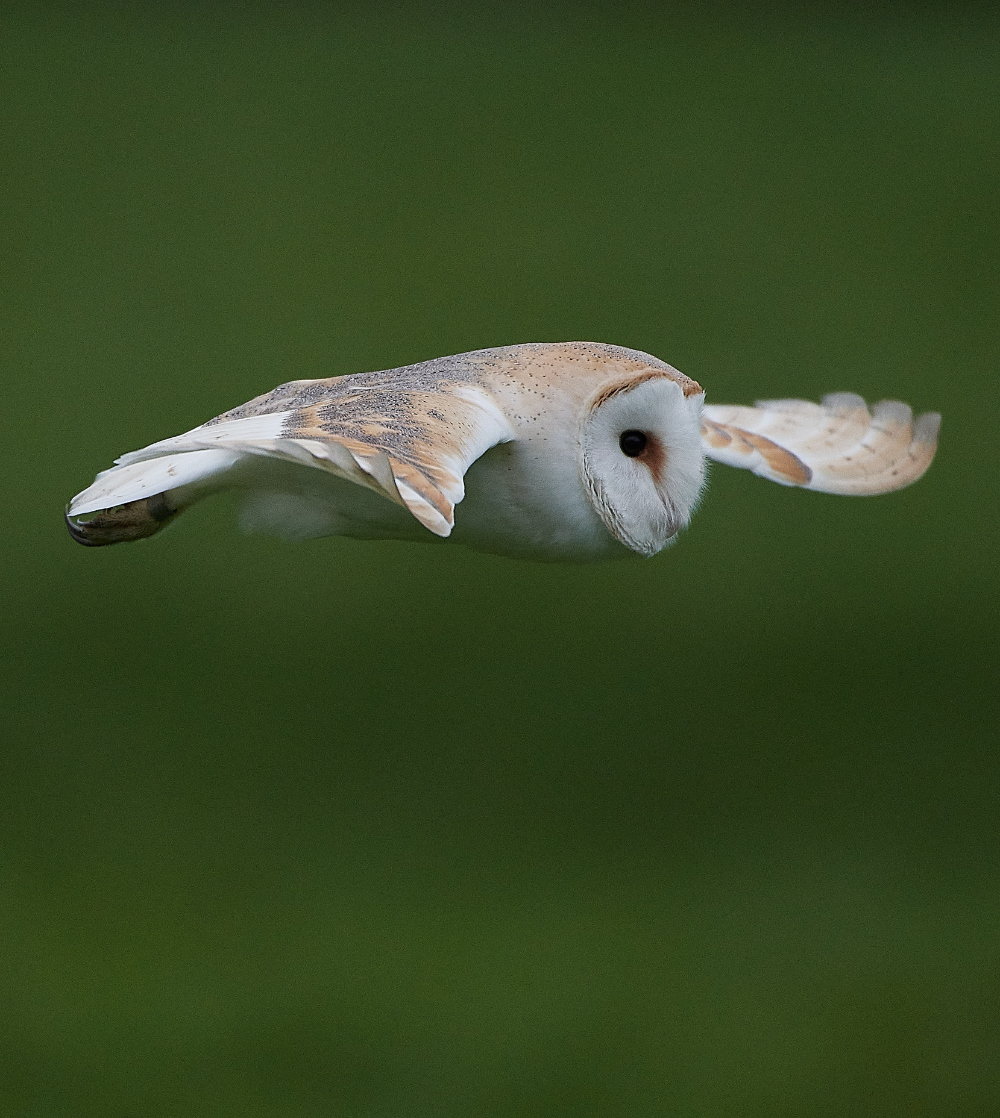 HanworthBarnOwl030221-13