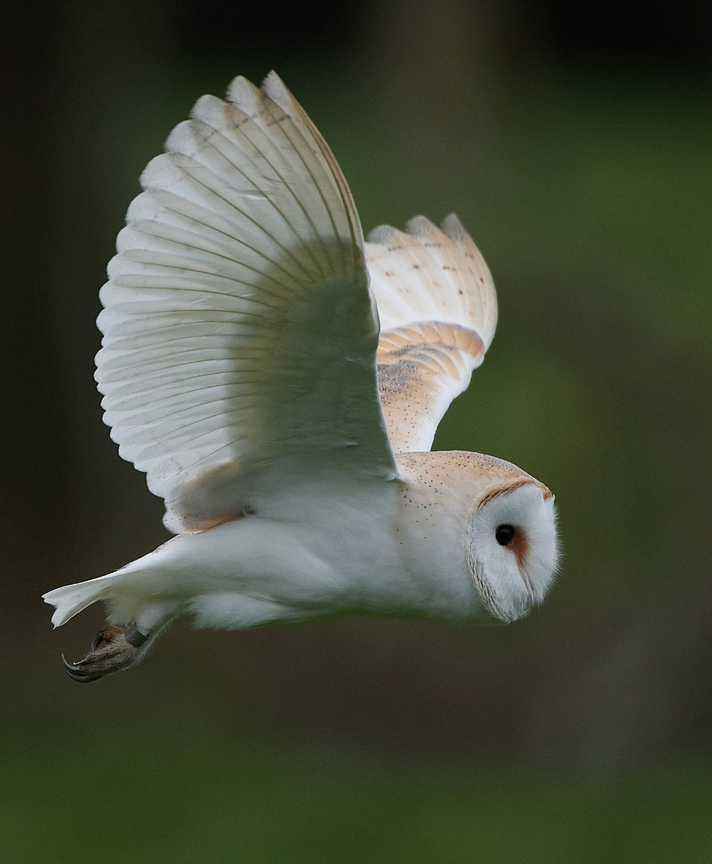 HanworthBarnOwl030221-14