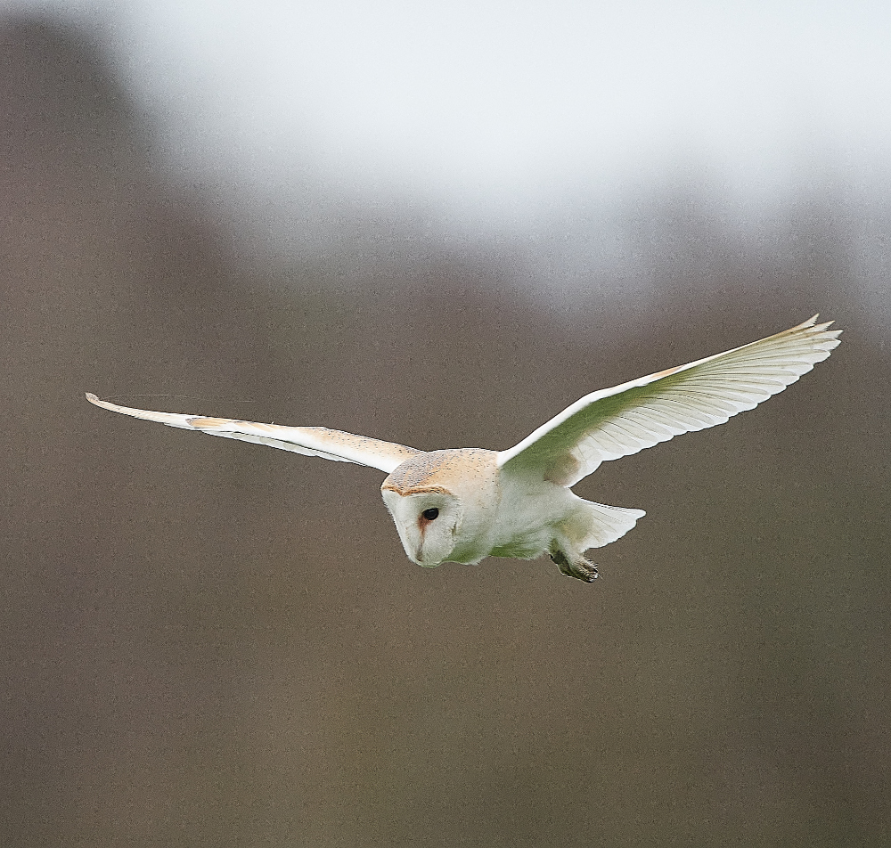 HanworthBarnOwl030221-15