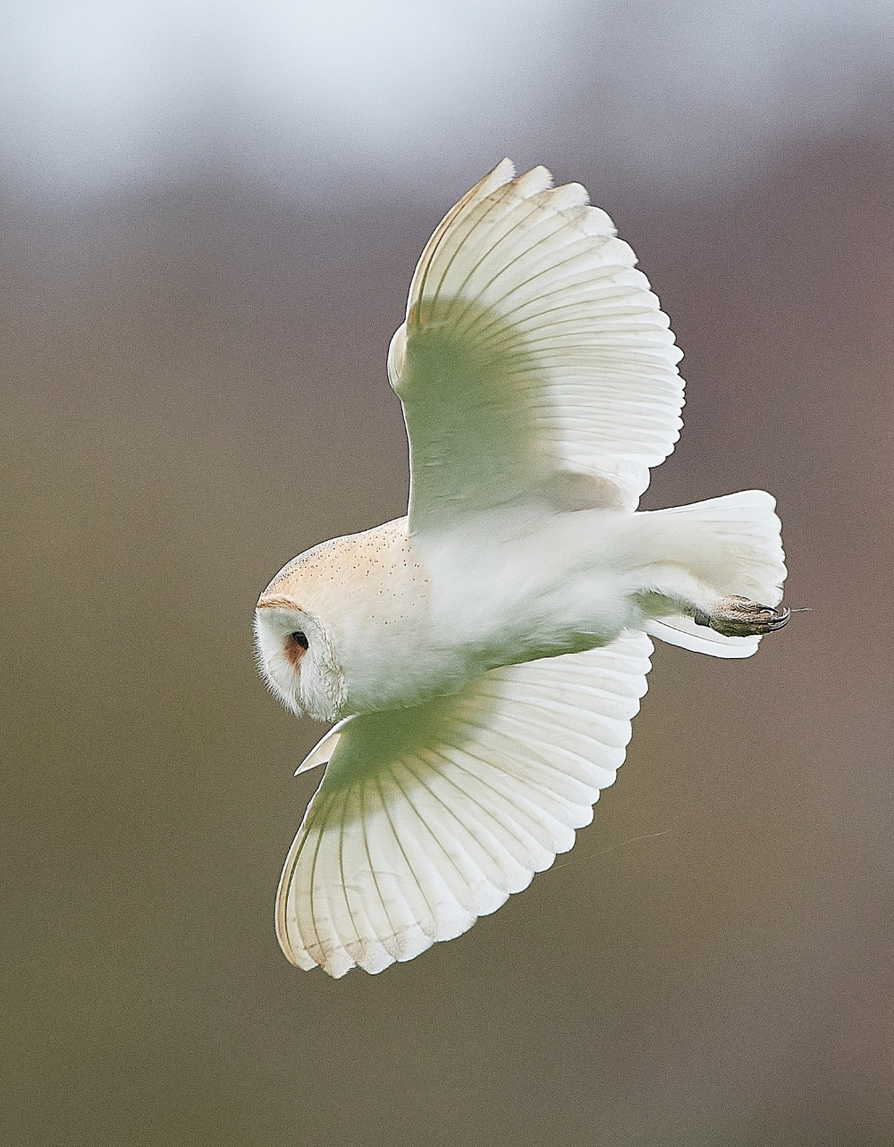 HanworthBarnOwl030221-16