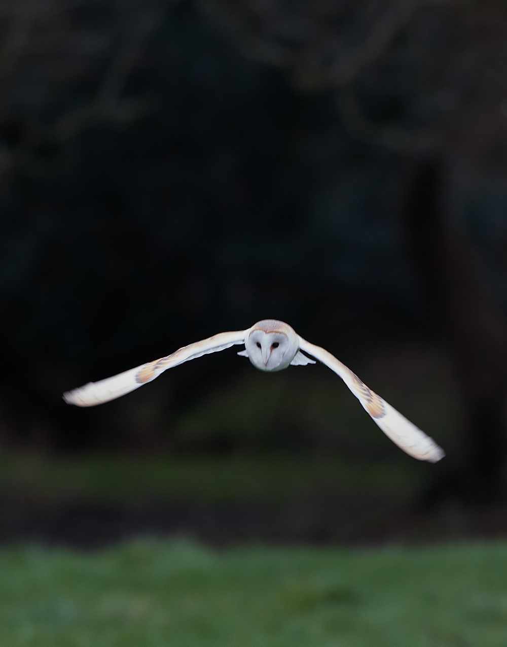 HanworthBarnOwl030221-18