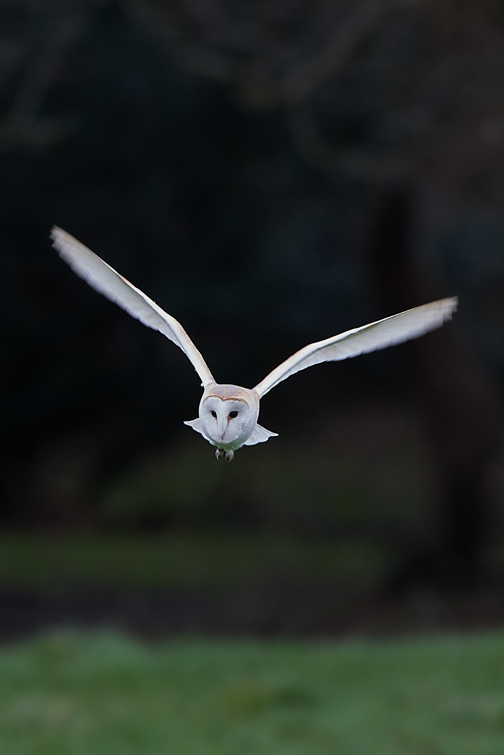 HanworthBarnOwl030221-19