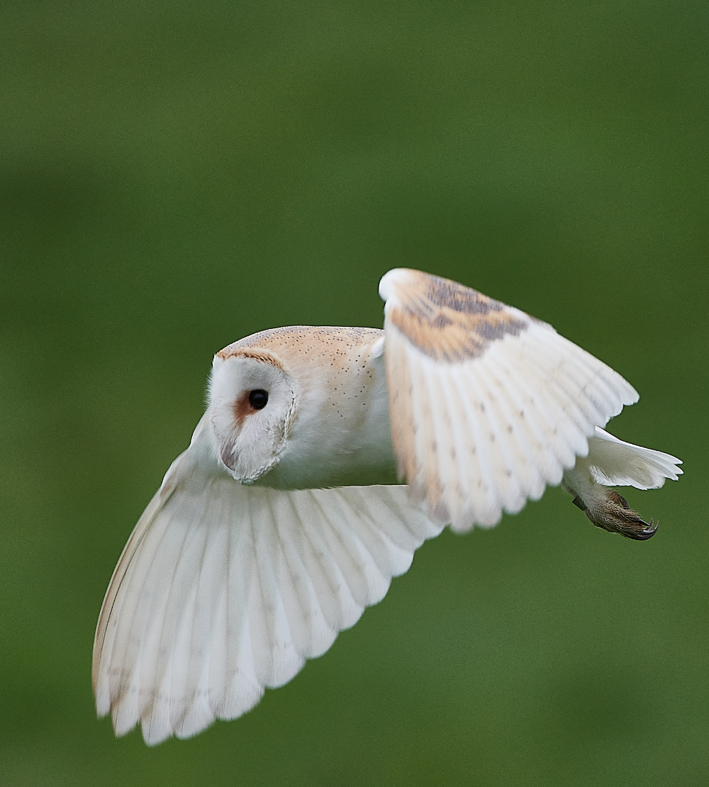 HanworthBarnOwl030221-2