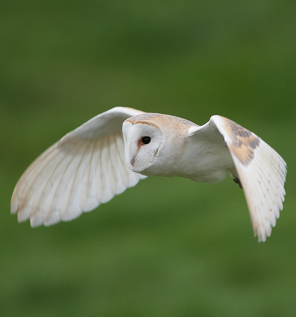 HanworthBarnOwl030221-20