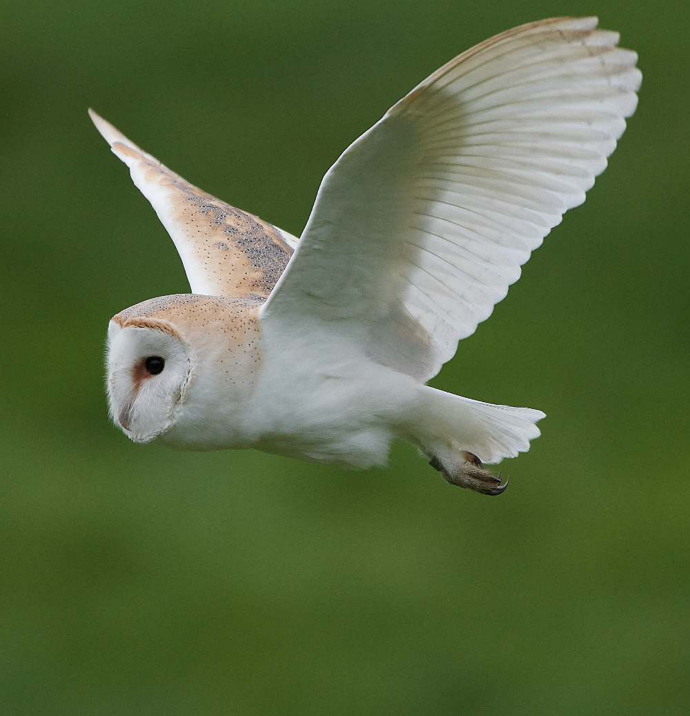 HanworthBarnOwl030221-21