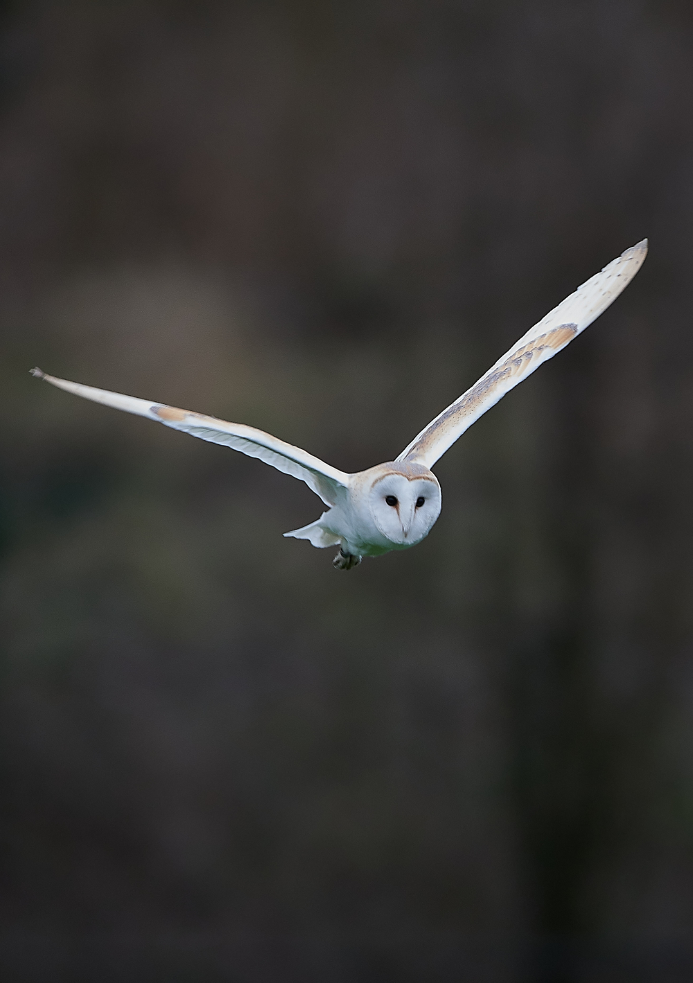 HanworthBarnOwl030221-22