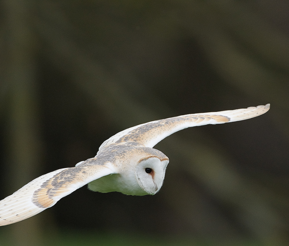 HanworthBarnOwl030221-23