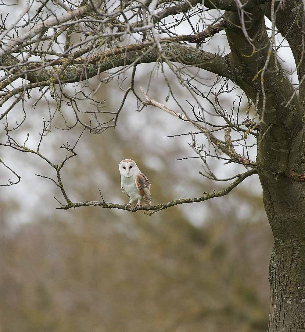 HanworthBarnOwl030221-24