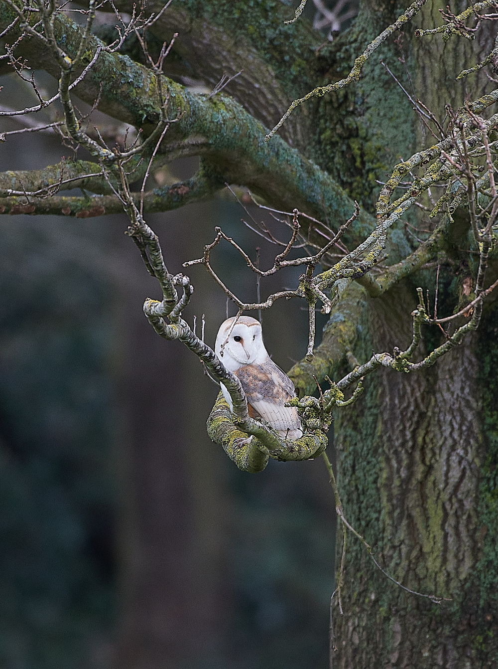 HanworthBarnOwl030221-26