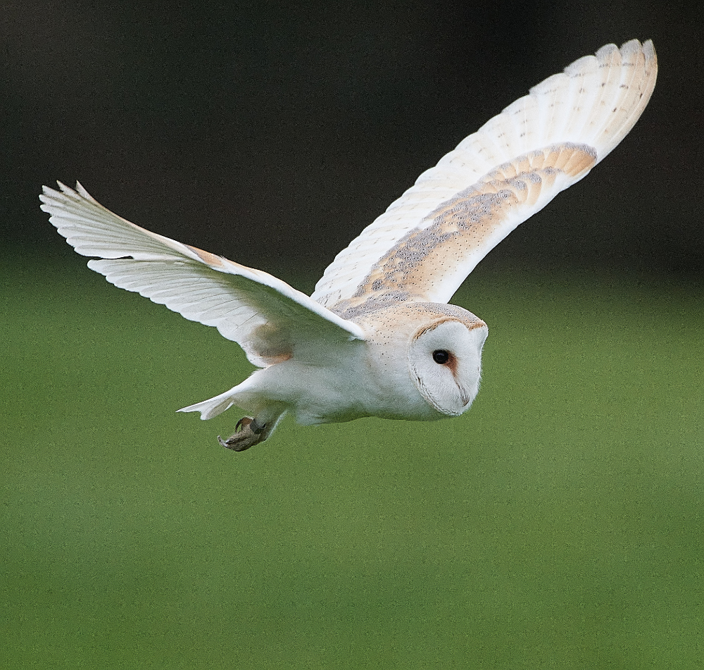 HanworthBarnOwl030221-4