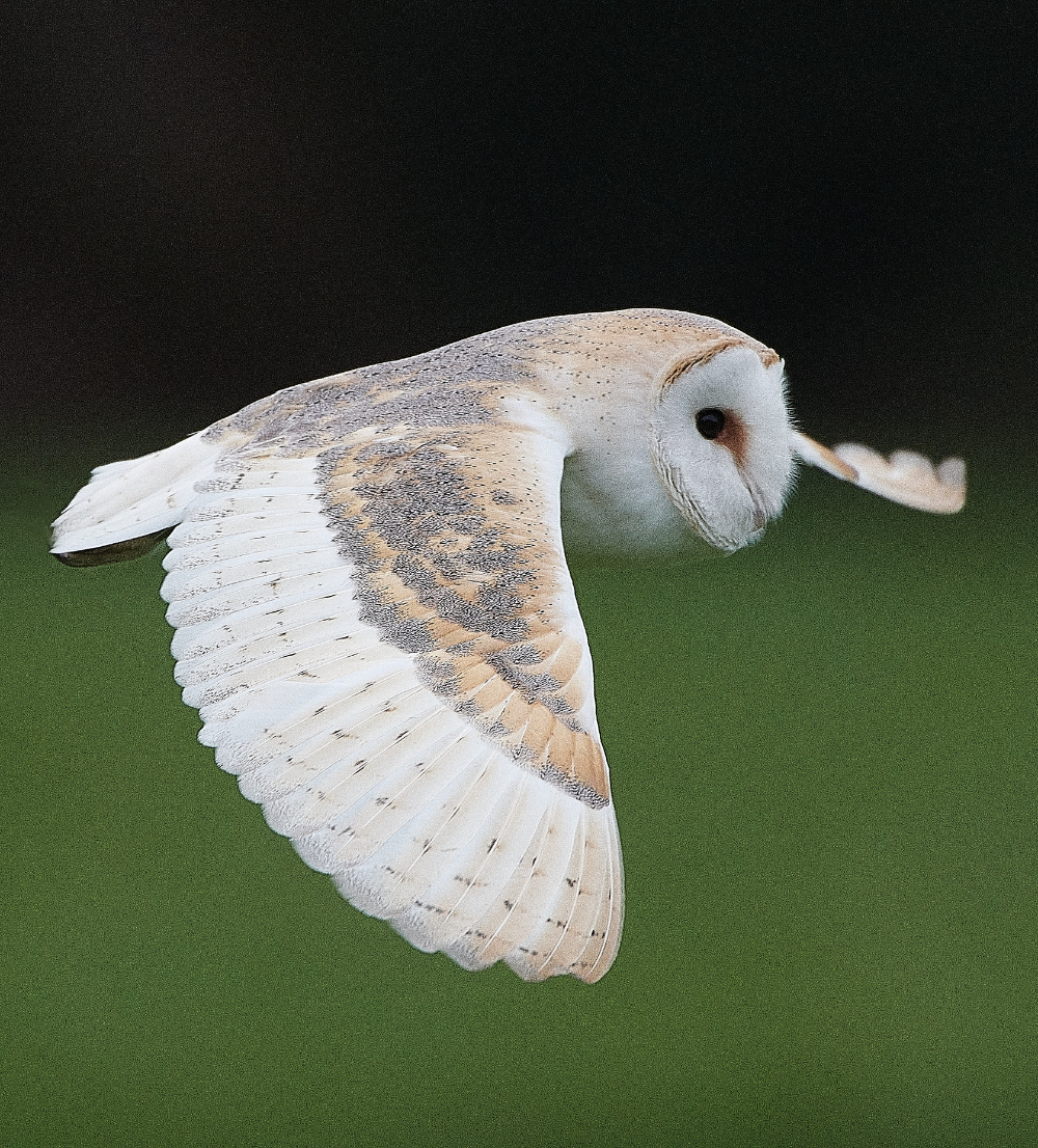 HanworthBarnOwl030221-5