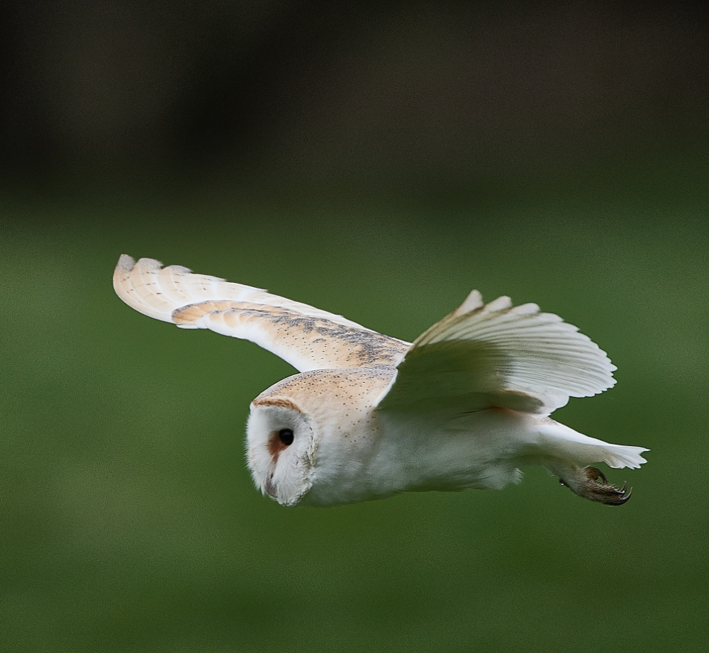 HanworthBarnOwl030221-6