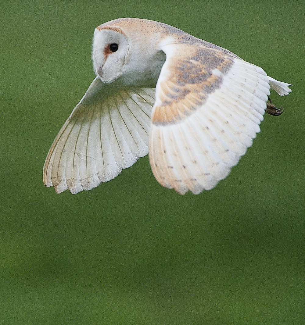 HanworthBarnOwl030221-7