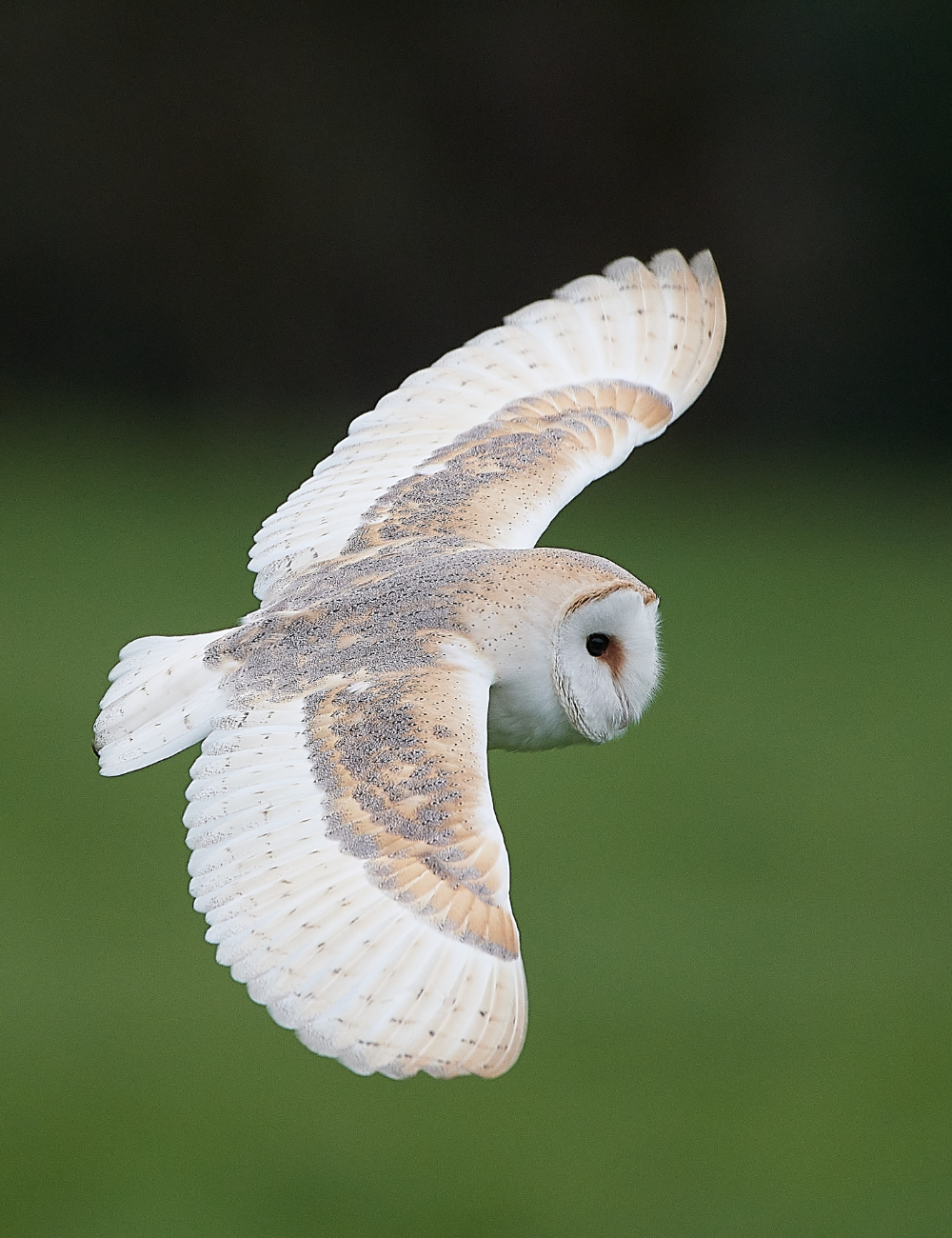 HanworthBarnOwl030221-8