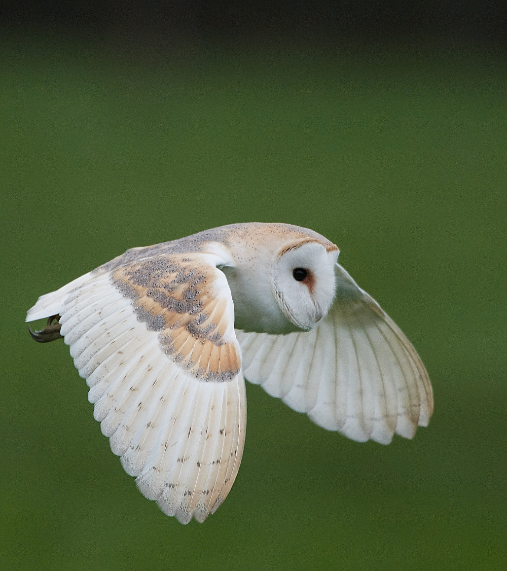 HanworthBarnOwl030221-9