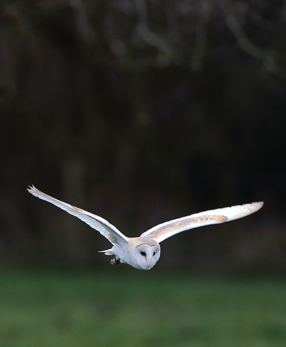 HanworthBarnOwl040321-1