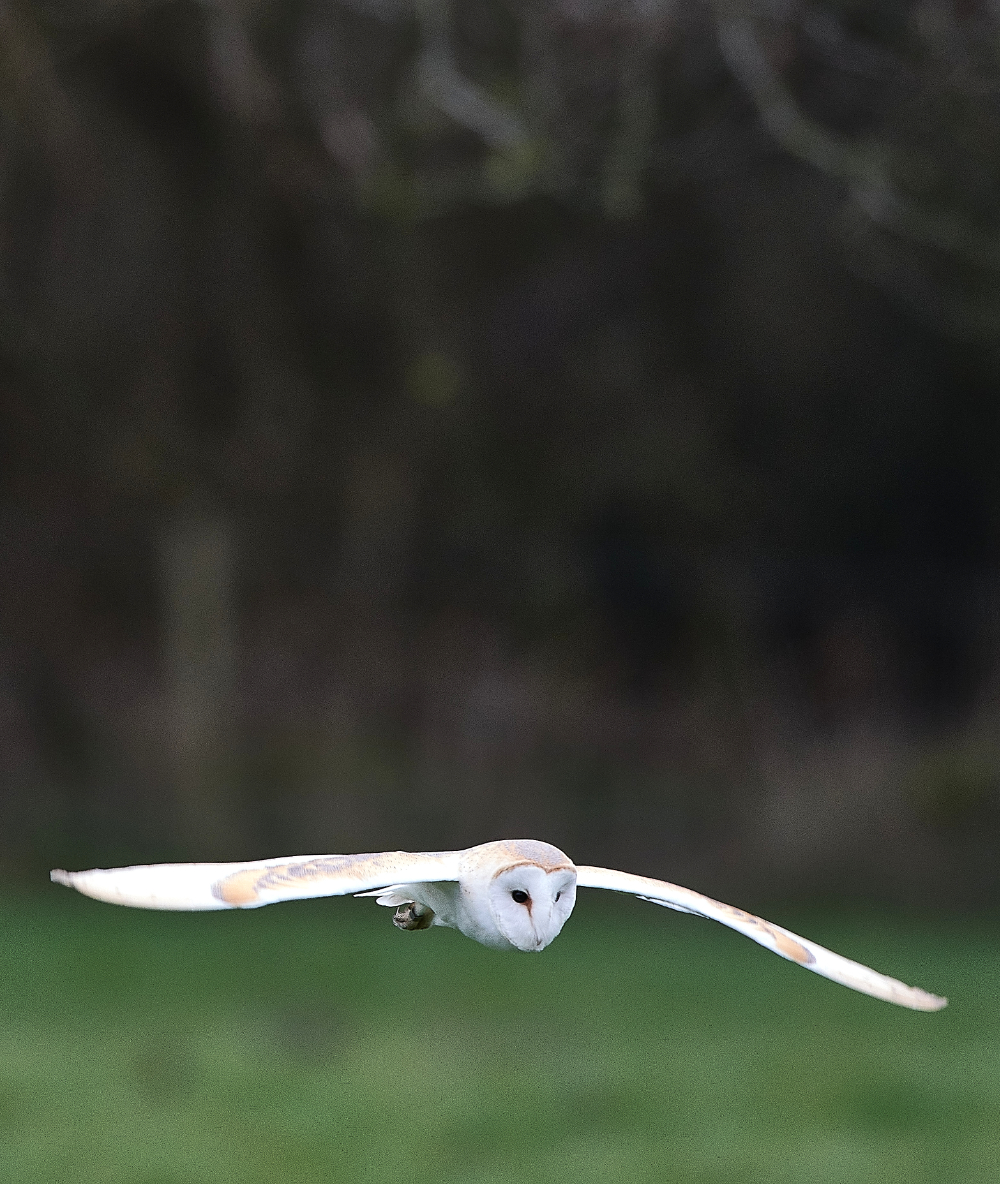 HanworthBarnOwl040321-2