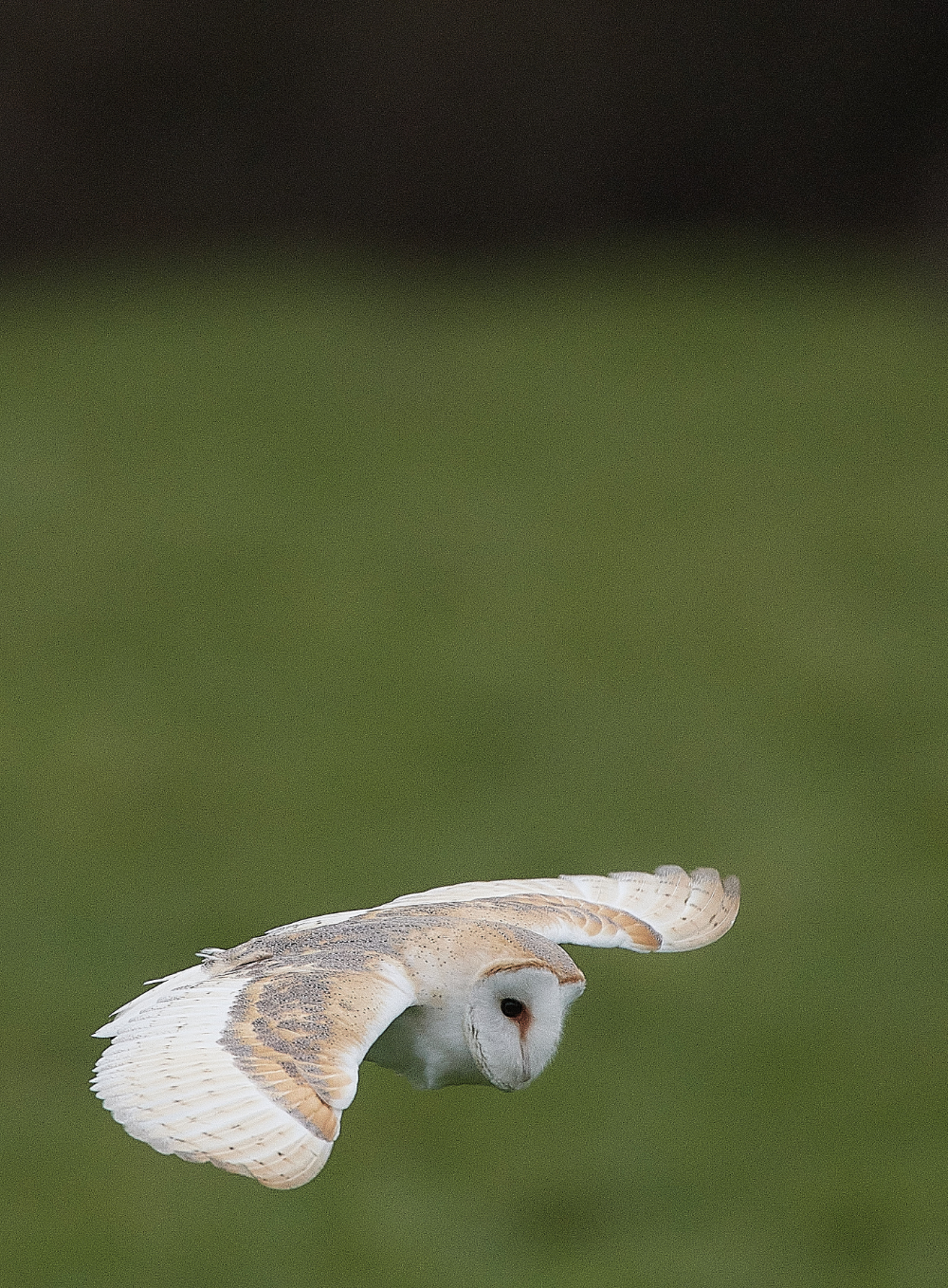 HanworthBarnOwl040321-3