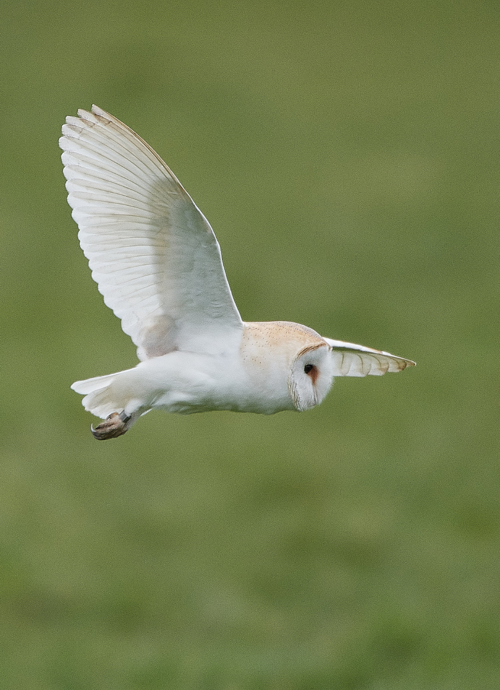 HanworthBarnOwl040321-4