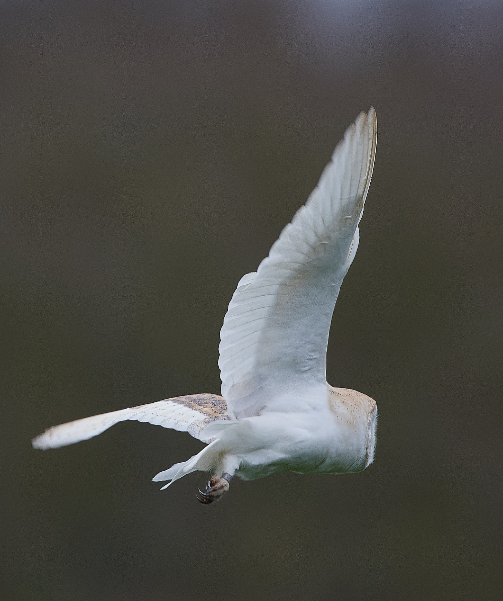 HanworthBarnOwl040321-5