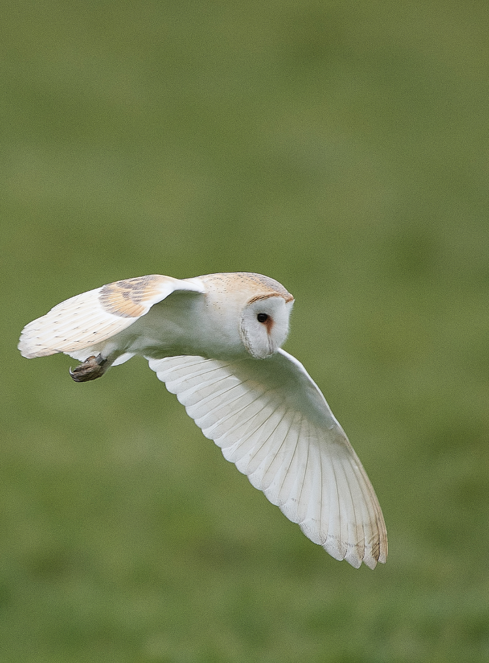 HanworthBarnOwl040321-6