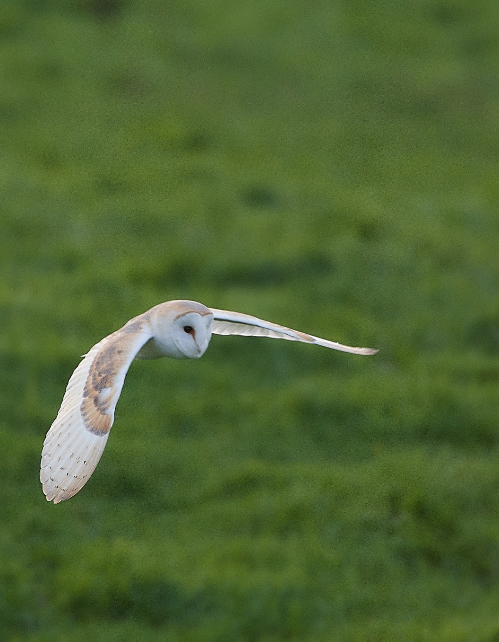 HanworthBarnOwl070121-1