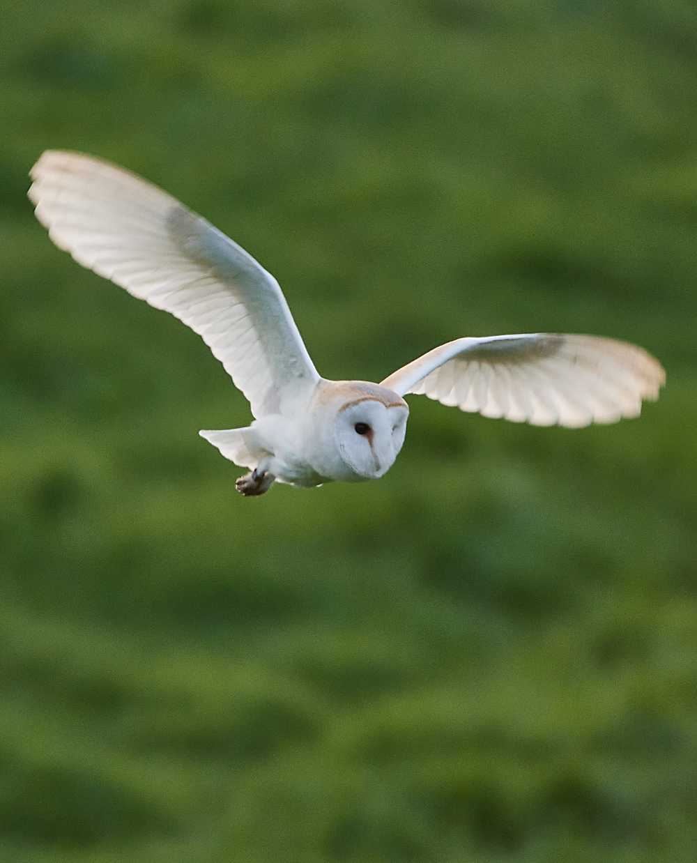 HanworthBarnOwl070121-2