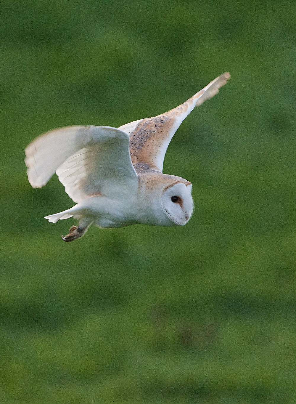 HanworthBarnOwl070121-3