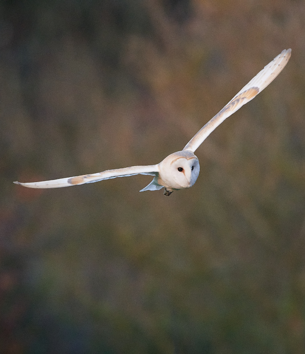 HanworthBarnOwl070121-4