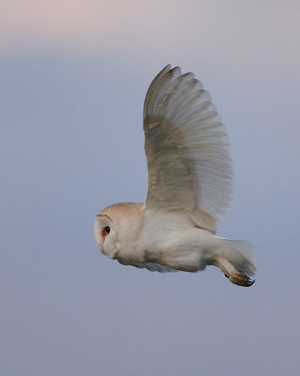 HanworthBarnOwl070121-5